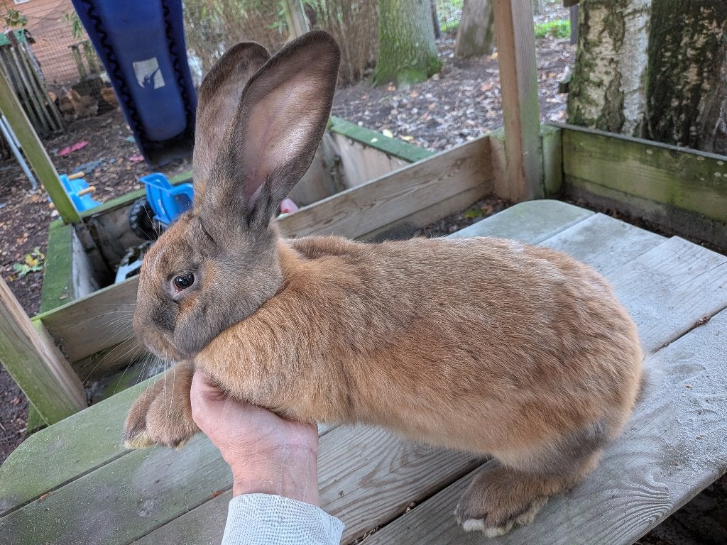 Vlaamse reuzen, Meerdere dieren, Groot, 0 tot 2 jaar