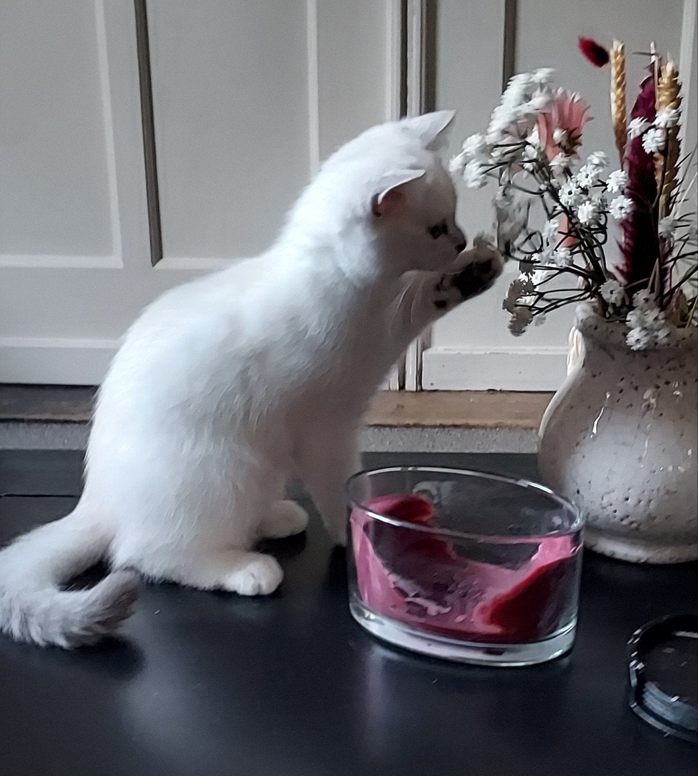 Prachtige  Britse korthaar kitten (kater)!, Dieren en Toebehoren, Katten en Kittens | Raskatten | Langhaar, Kater, Ontwormd, 0 tot 2 jaar