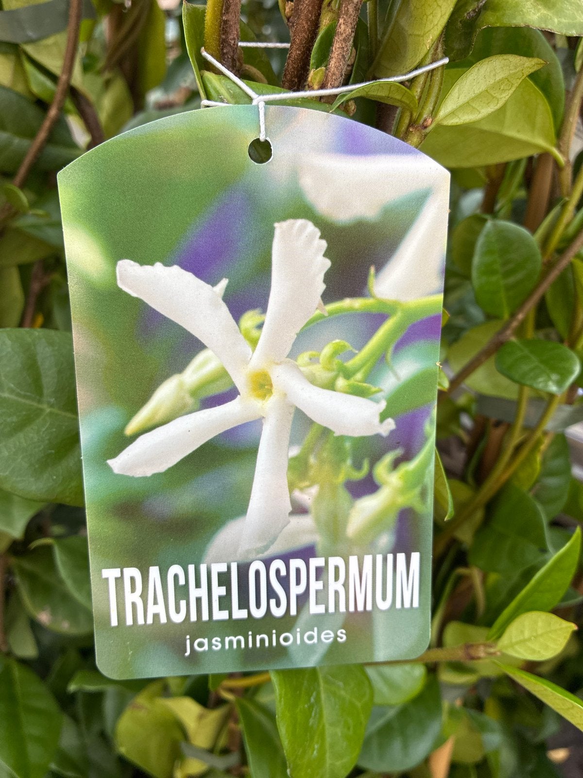 Toscaanse Jasmijn - 1.80m hoog, Ophalen, Volle zon, Vaste plant, Klimplanten