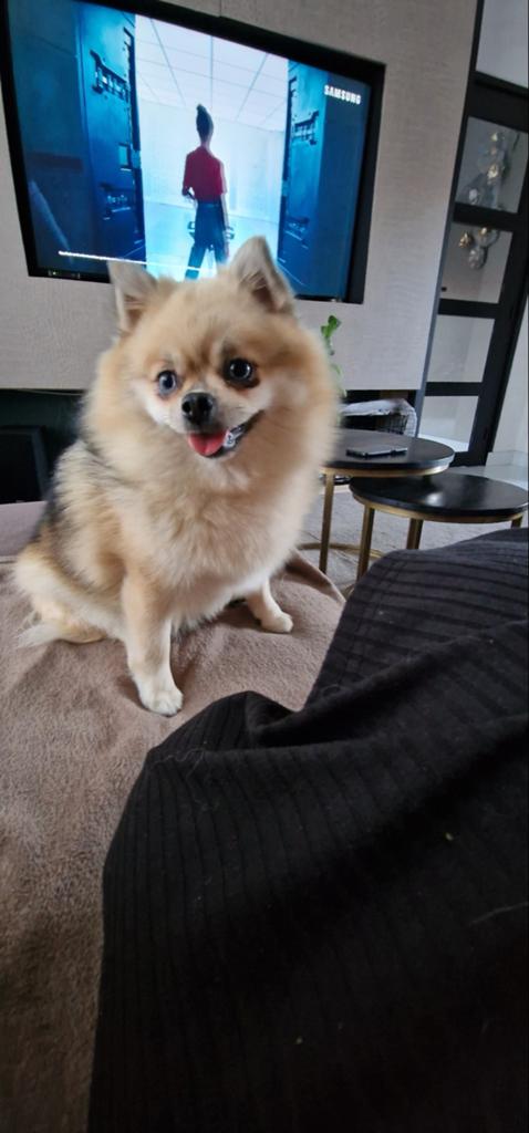 Met pijn in ons hart zoeken we een nieuw husje, Teef, Parvo, Eén hond, Klein