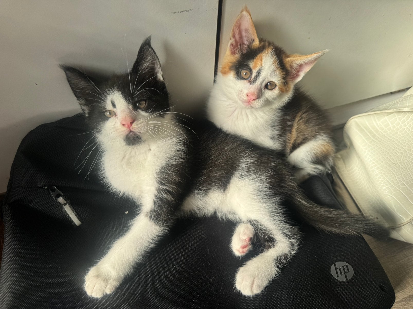 Prachtige Maine Coon kittens te koop, Meerdere dieren, Ontwormd, 0 tot 2 jaar