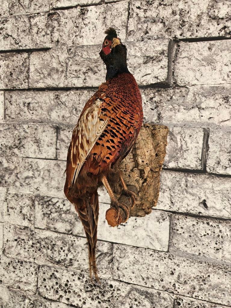 Opgezette Fazant - Prachtige Taxidermie Vogel, Verzamelen, Dierenverzamelingen, Ophalen of Verzenden
