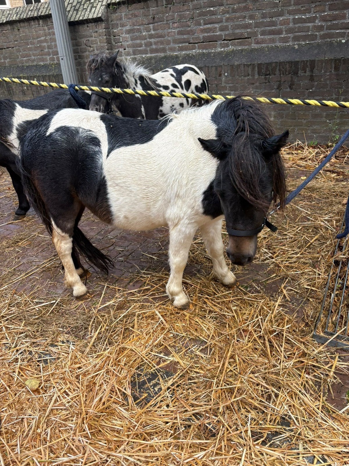 deze pony GEZOCHT, Dieren en Toebehoren, Ophalen
