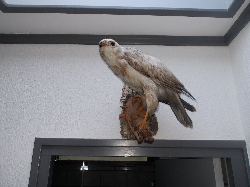 dierenverzameling opgezette witte buizerd, Verzamelen, Dierenverzamelingen, Ophalen, Zo goed als nieuw, Vogel, Opgezet dier