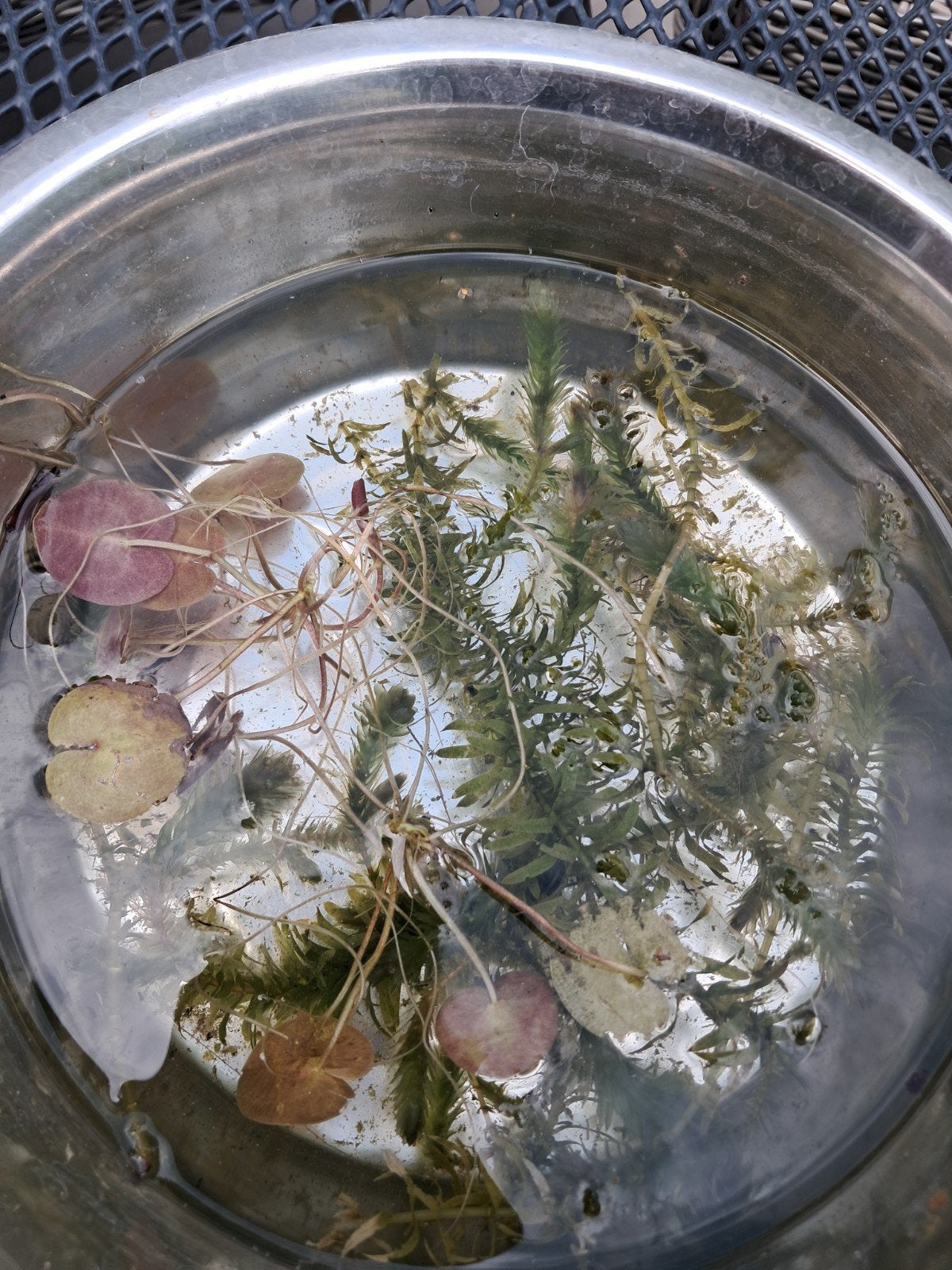 Waterplantjes, Tuin en Terras, Vijvers, Ophalen