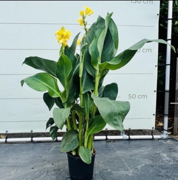 Stekken/knollen gele  Canna, Tuin en Terras, Planten | Tuinplanten, Ophalen, Overige soorten, Volle zon