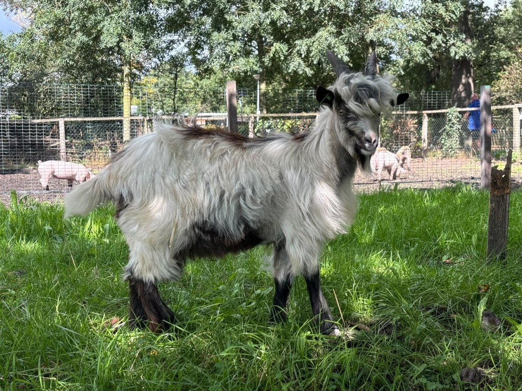 Wit landgeitbokje, Dieren en Toebehoren, Mannelijk, Geit, 0 tot 2 jaar