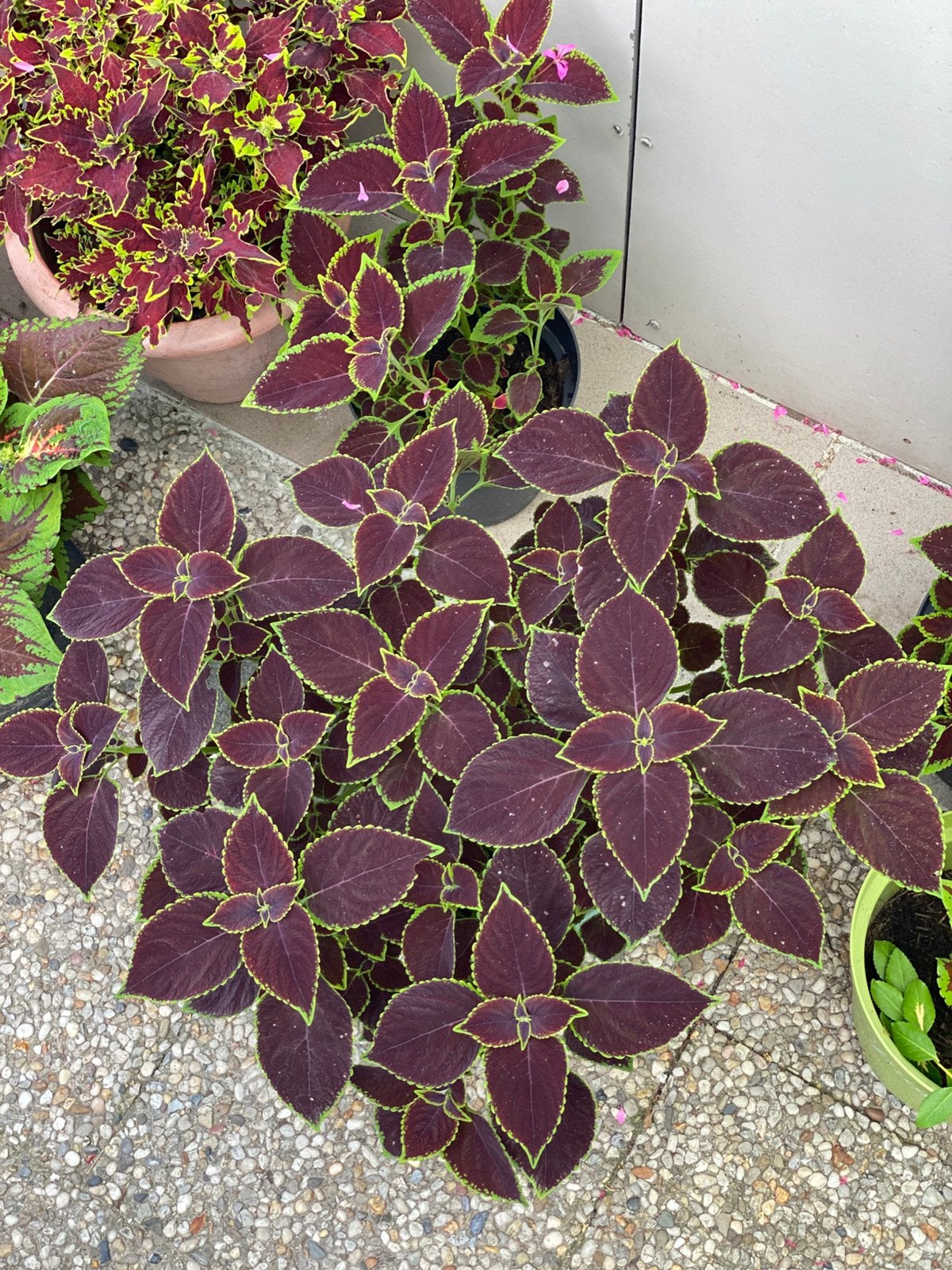 Siernetel (Coleus) – Donkerpaars, Eenjarig, Halfschaduw, Zomer, Ophalen