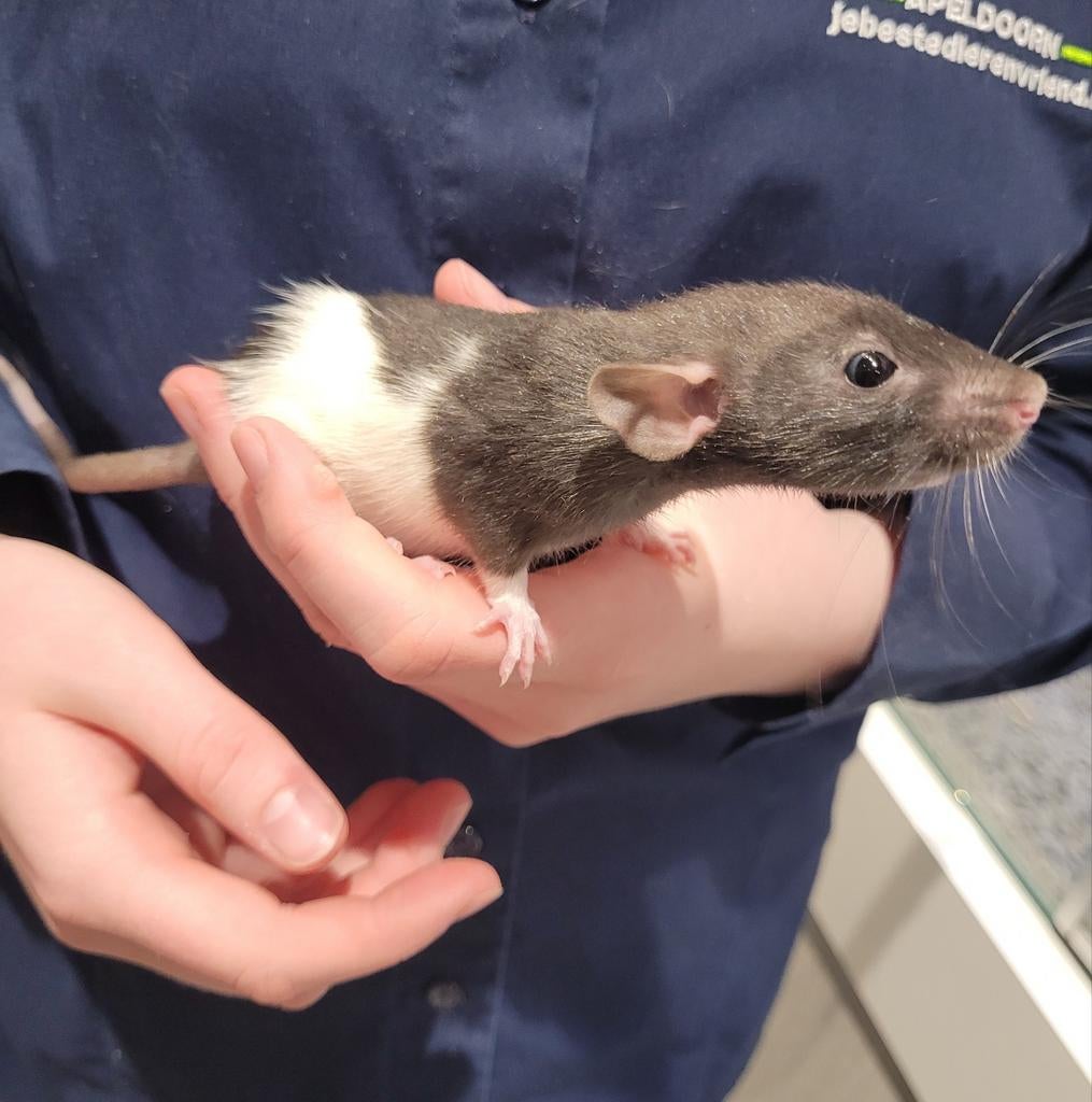 Ratjes jong super lief en echt super tam., Rat, Maart, Meerdere dieren, Tam