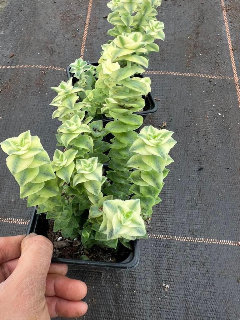 Crassula portulacaria, Huis en Inrichting, Kamerplanten, Ophalen of Verzenden, Halfschaduw, Minder dan 100 cm