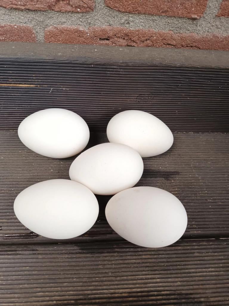 Ganzen eieren, Dieren en Toebehoren, Pluimvee, Geslacht onbekend, Gans of Zwaan