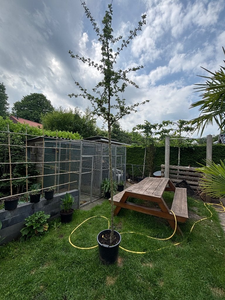 Crataegus  ‘Pauls Scarlett’ rode meidoorn, Tuin en Terras, Overige soorten, Lente, 250 tot 400 cm, Ophalen