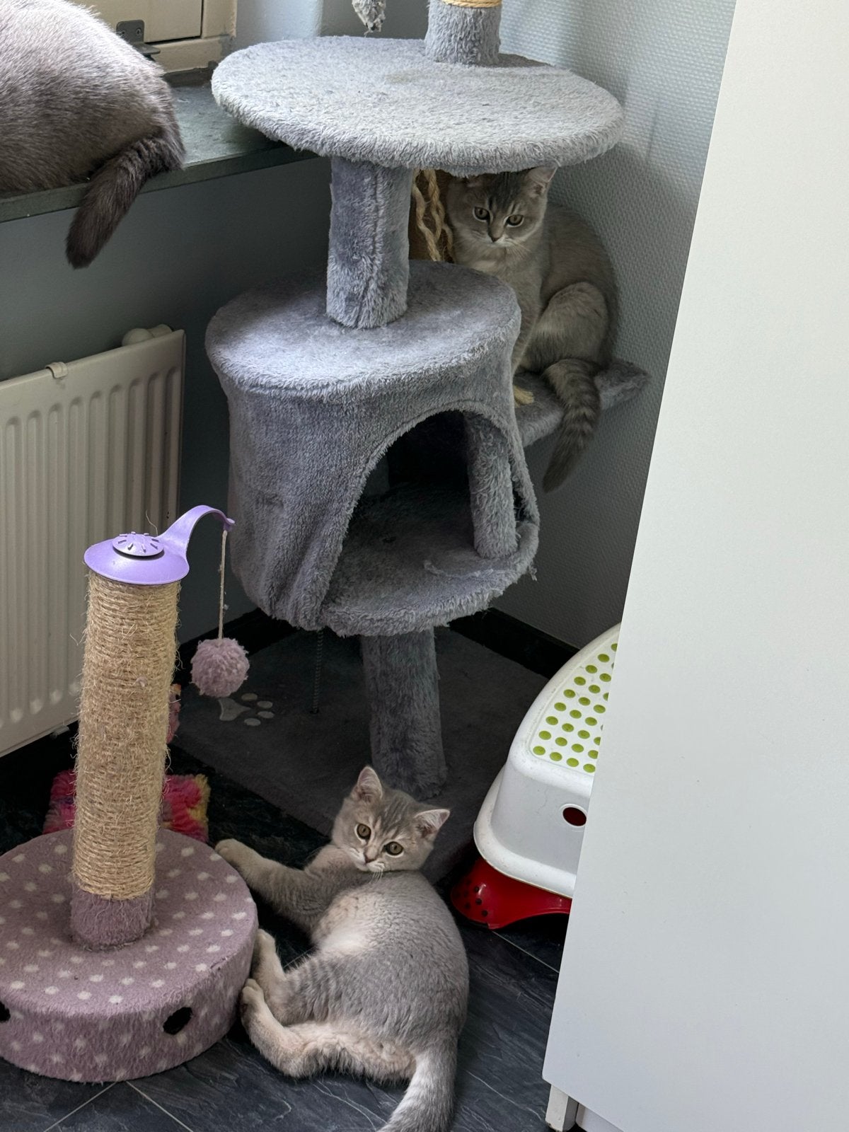 British shorthair kitten, Meerdere dieren, Ontwormd, 0 tot 2 jaar