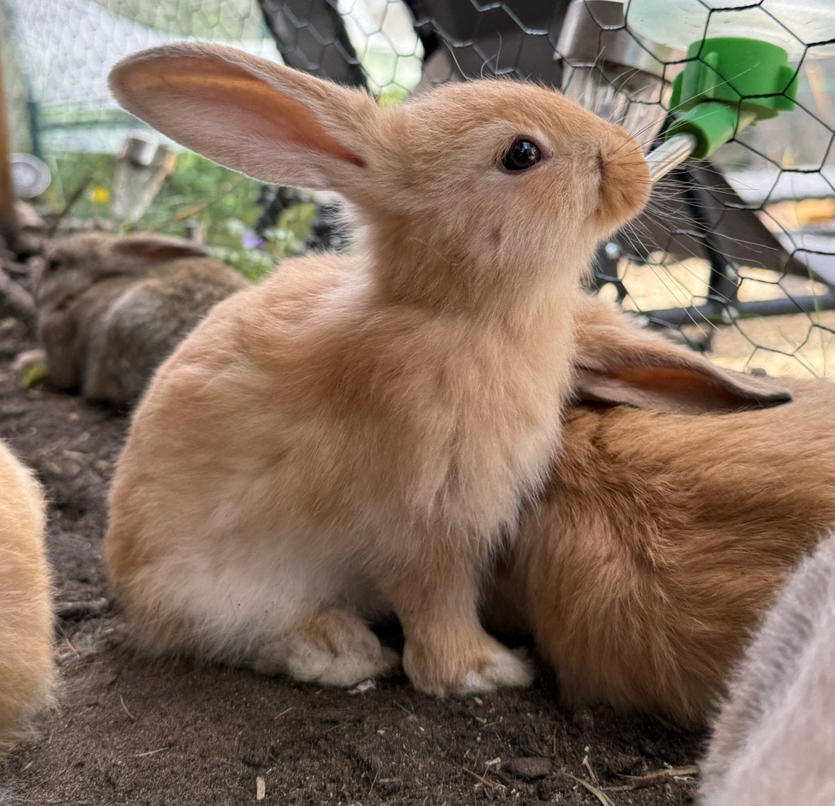 2 blond/oranje franse hangorgen rammen, Dieren en Toebehoren, Konijnen, Meerdere dieren, Groot