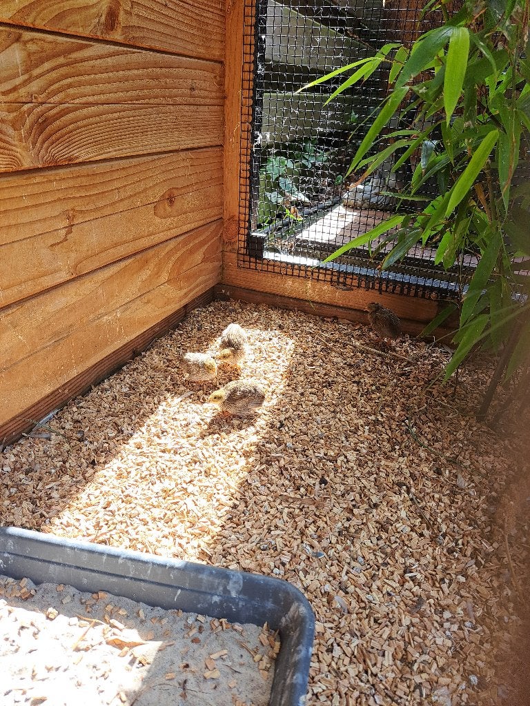 Chinese dwergkwartels 9 kuikens - Wildkleur, grijs & Wit, Dieren en Toebehoren, Pluimvee, Meerdere dieren, Overige soorten