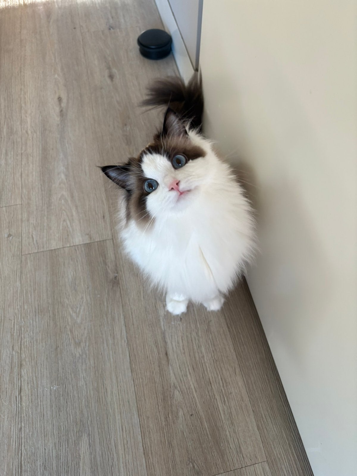 Herplaatsing 2 jarige lieve Ragdoll poes zonder stamboom, Dieren en Toebehoren, Katten en Kittens | Raskatten | Langhaar, Poes
