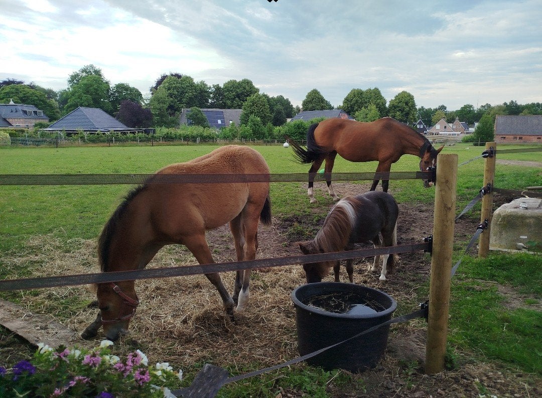 Grote box vrij op kleinschalige pensionstal, Stalling, 1 paard of pony