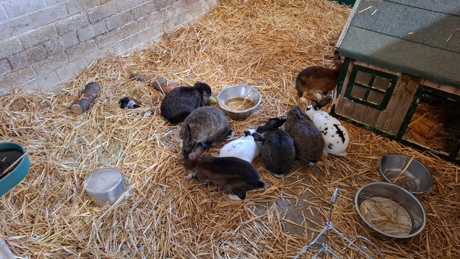 4 Rex konijnen te koop., Overige soorten, 0 tot 2 jaar