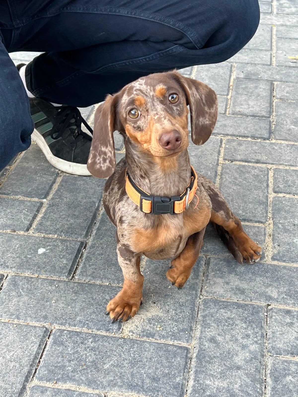 Choco merle/ getijgerde dwergteckel teefje van 10maanden, Dieren en Toebehoren, Parvo, 15 weken tot 1 jaar, Korthaar, Teef