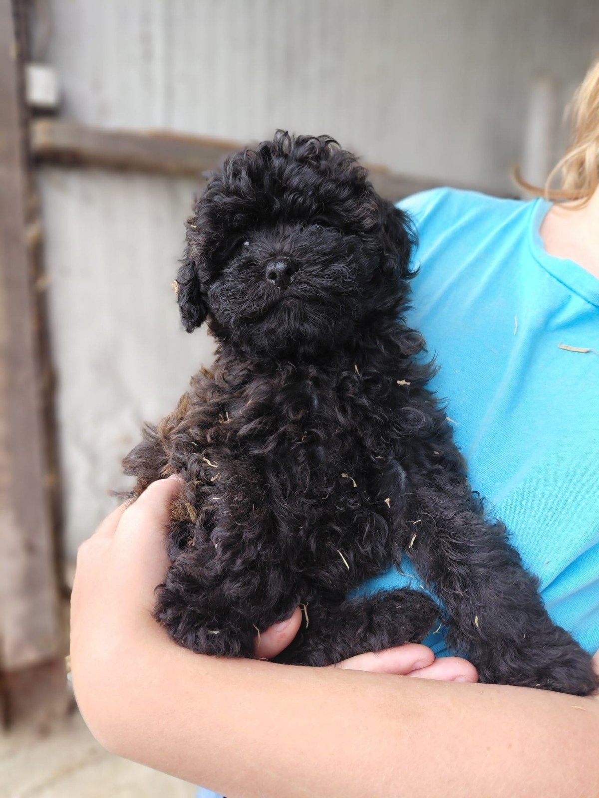 Blije Maltipoo pups Boris Bibi Babs: later lichtbruin/grijs, Poedel, Parvo, 8 tot 15 weken, Meerdere
