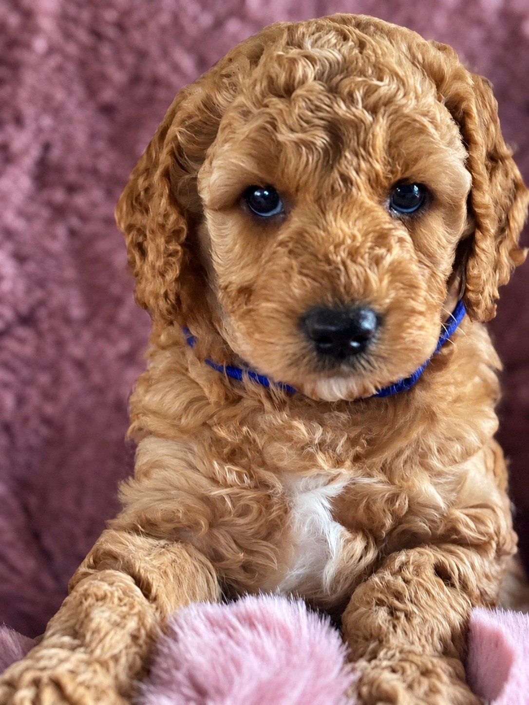 Australian labradoodle reutje mini met stamboom, 8 tot 15 weken, Eén hond, Nederland, Fokker | Hobbymatig