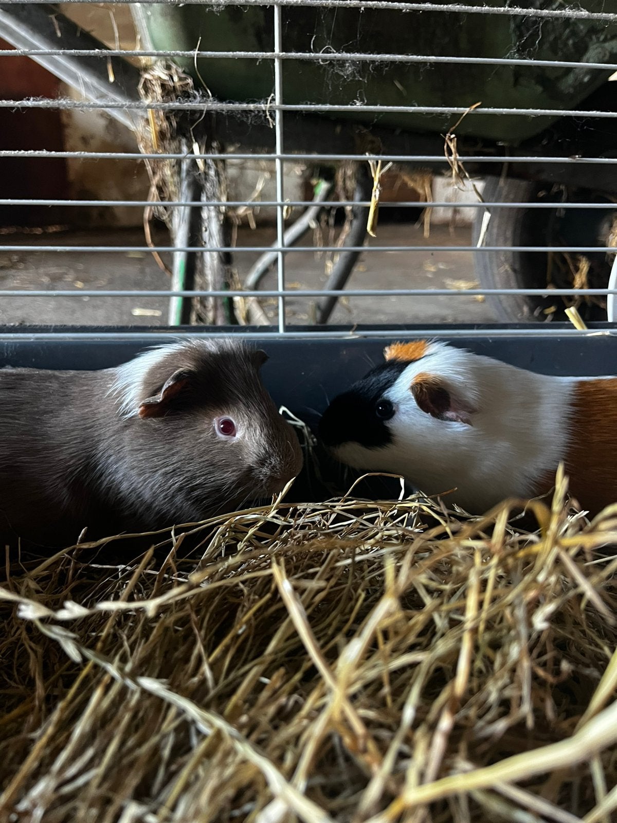 Cavias, Januari, Mannelijk, Cavia