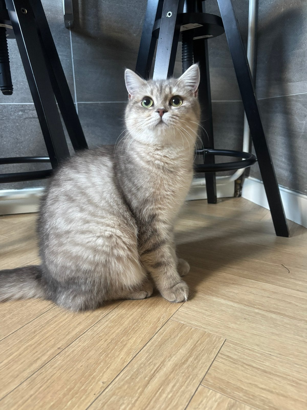 Britse Korthaar poes + stamboom, ouders wereldkampioen lijn, Poes, Met stamboom, 0 tot 2 jaar