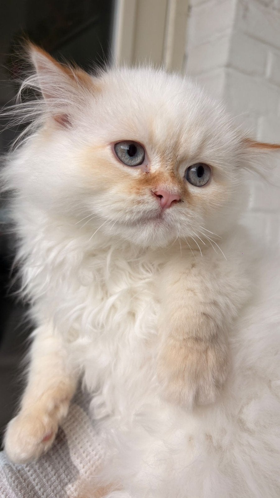 kittens
