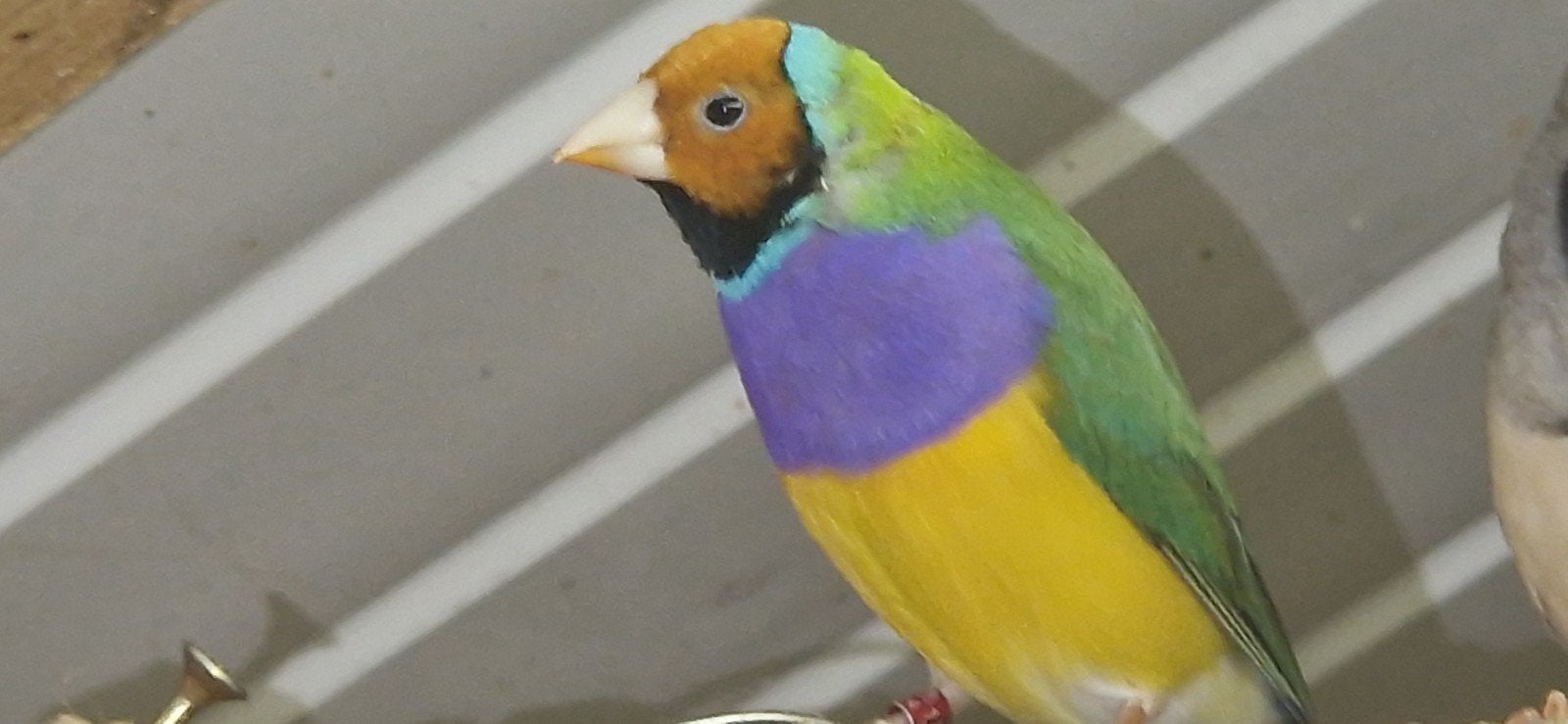 Gouldamadine man  oranje kop, Mannelijk, Tropenvogel, Geringd
