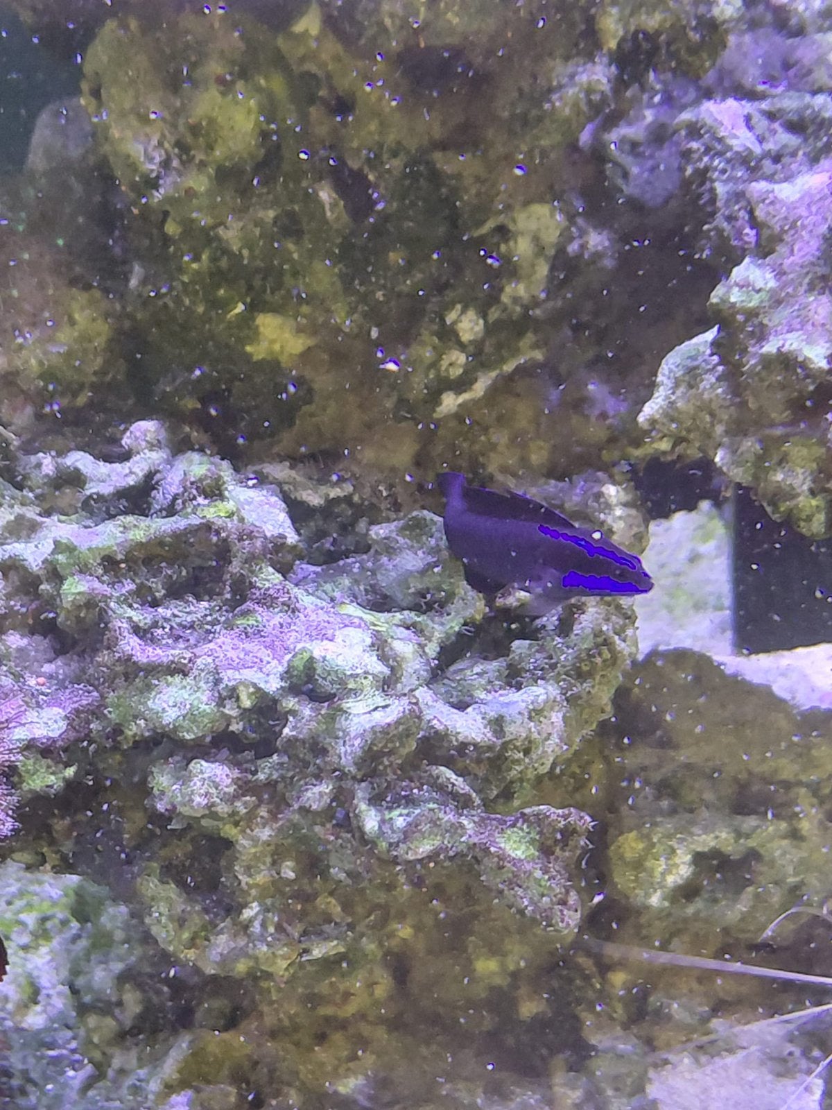 Pseudochromis Springeri, Vis