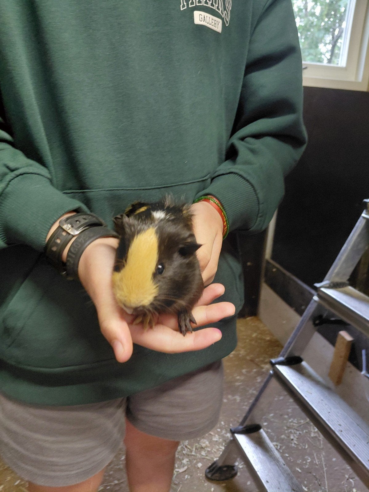 2 CAVIA'S BEERTJES TE KOOP!!, Dieren en Toebehoren, Cavia, Mannelijk, Tam, September