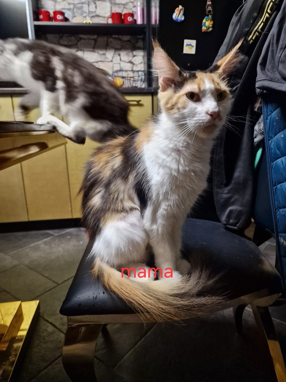 maine coon, Dieren en Toebehoren