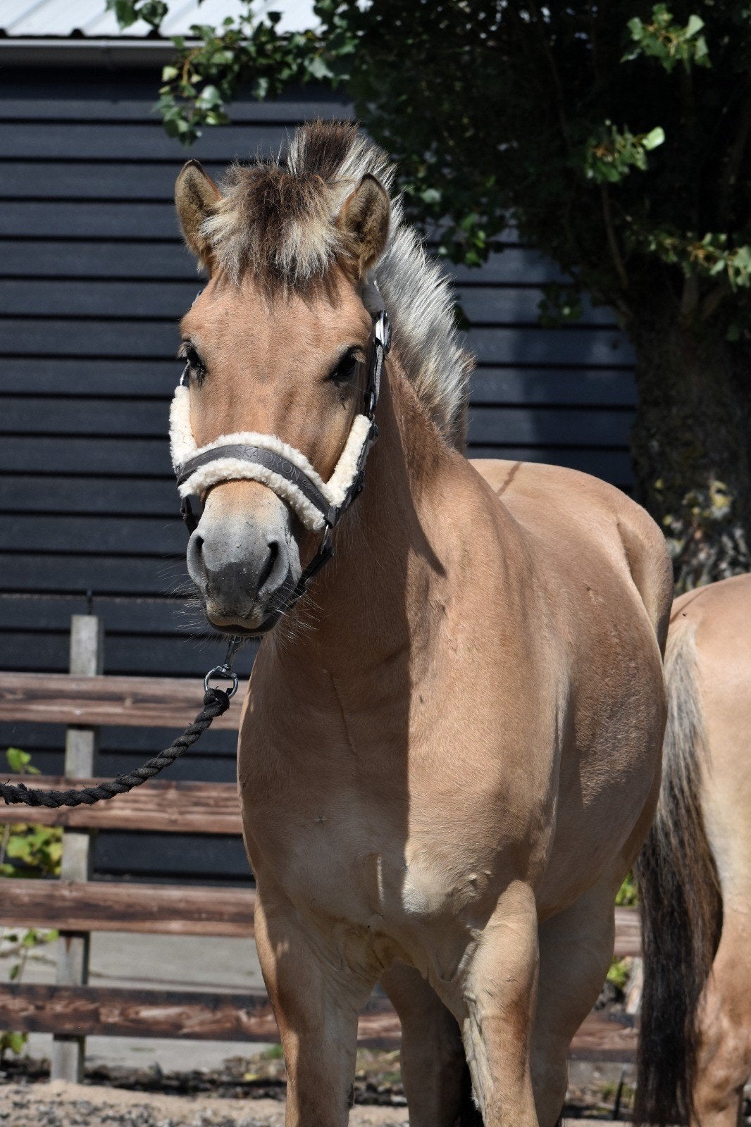 ** MOOIE,GROTE EN MAKKE 3 JARIGE FJORDEN RUIN**, Dieren en Toebehoren, Pony's, Met stamboom, Ruin, 3 tot 6 jaar, Onbeleerd