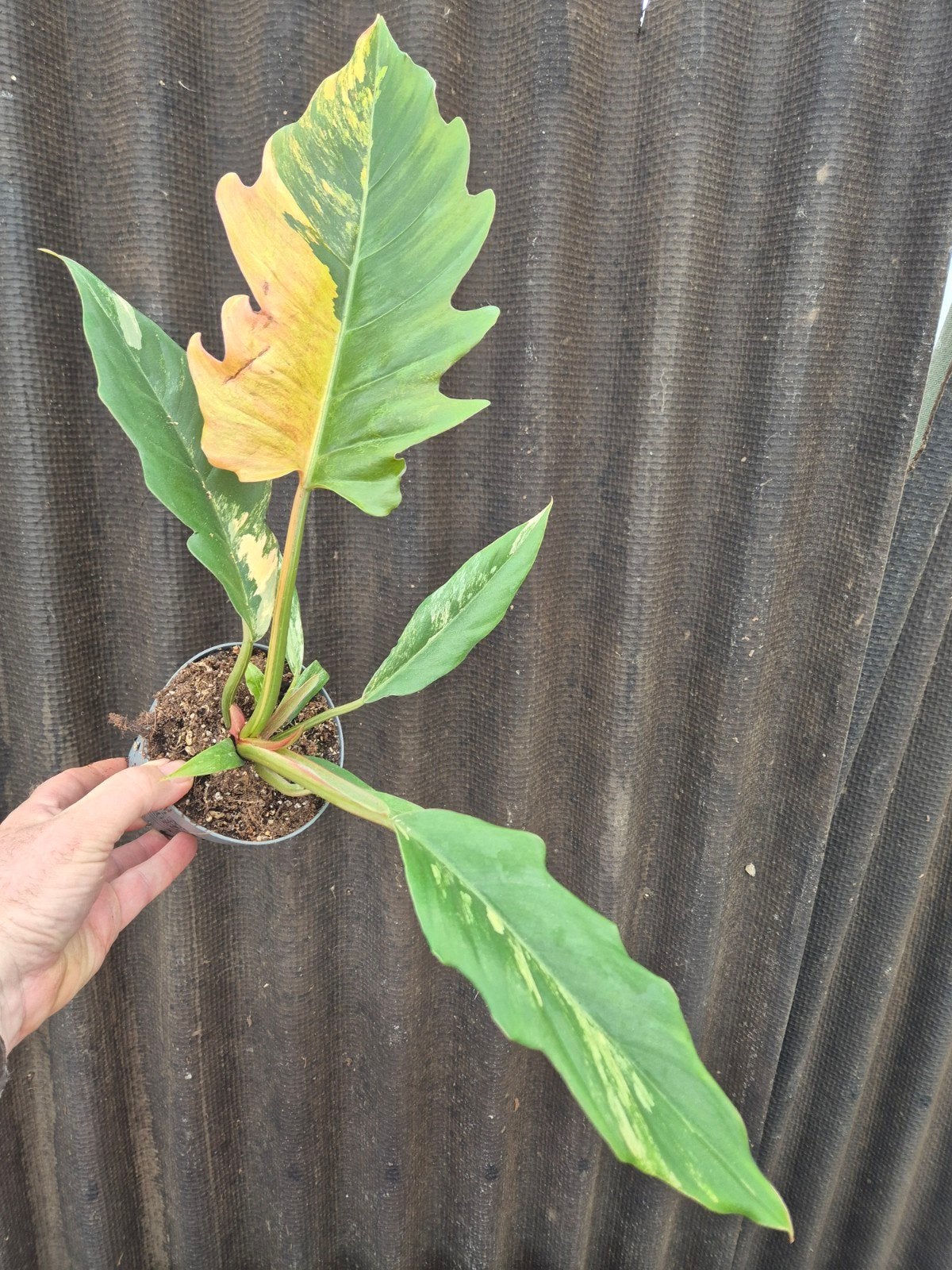 Philodendron Caramel Marble p12 (5), Huis en Inrichting, Kamerplanten, Ophalen of Verzenden, Halfschaduw, Minder dan 100 cm