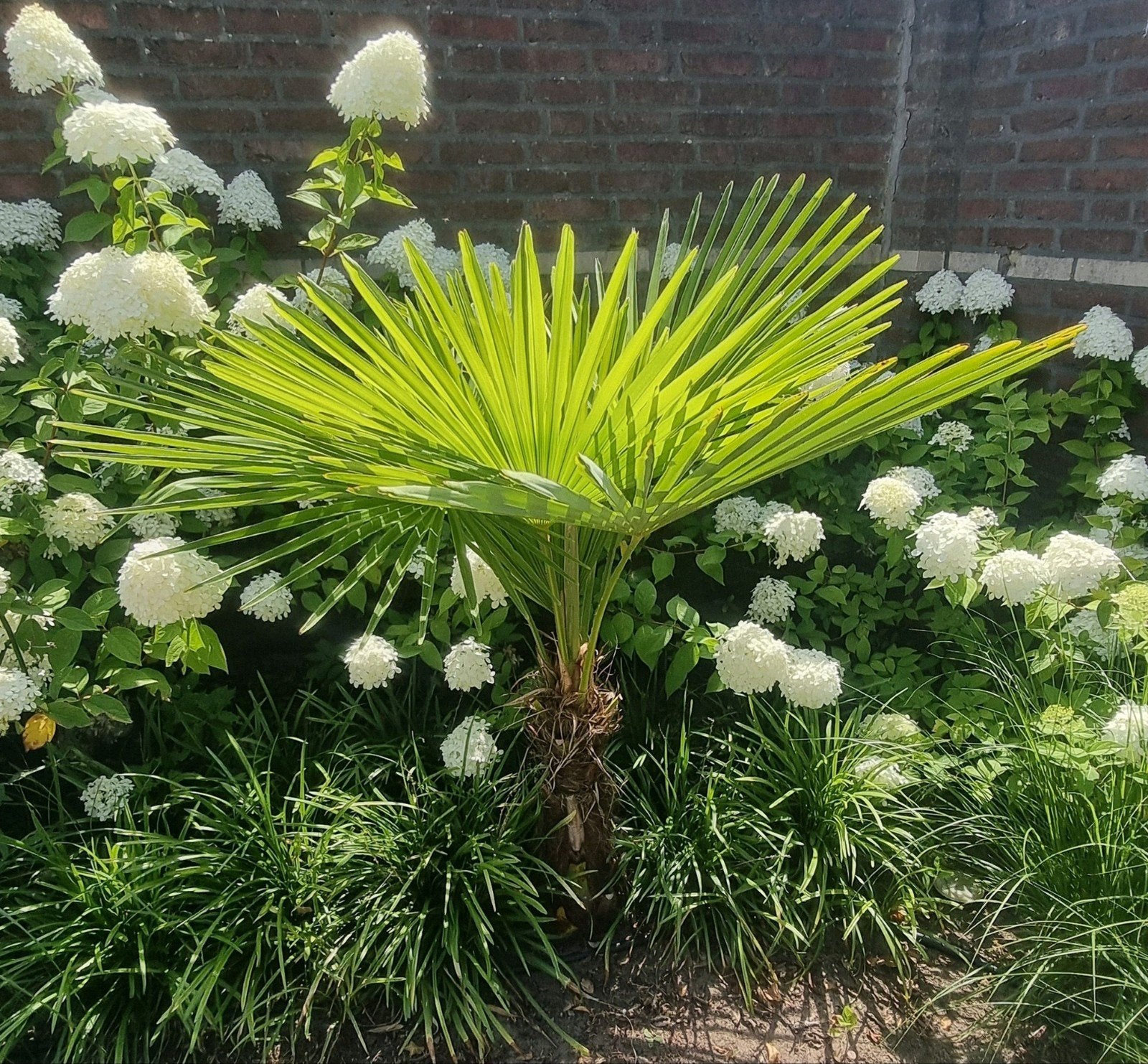 Winterharde palmboom Trachycarpus fortunei, Tuin en Terras, Planten | Tuinplanten, Ophalen, Overige soorten