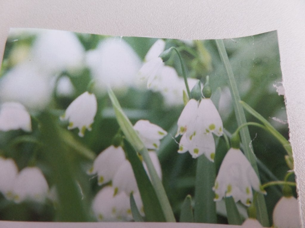 Zomerklokje bloembollen, Ophalen of Verzenden, Najaar, Halfschaduw, Bloembol
