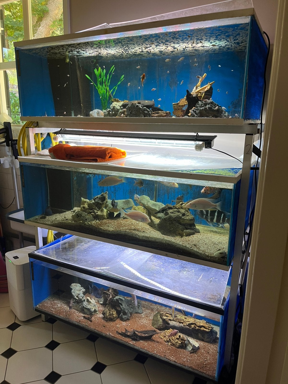Complete kweekstelling 3 aquariums van 120cm breed, Dieren en Toebehoren, Vissen | Aquaria en Toebehoren, Ophalen, Overige merken