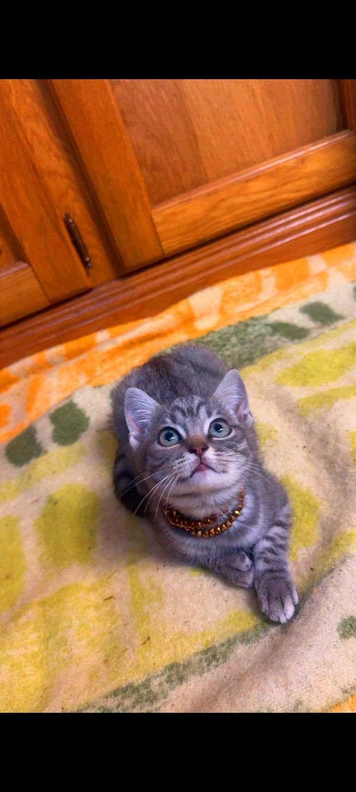 Lieve Britse korthaar kater – Bobby, 3 maanden oud, Dieren en Toebehoren