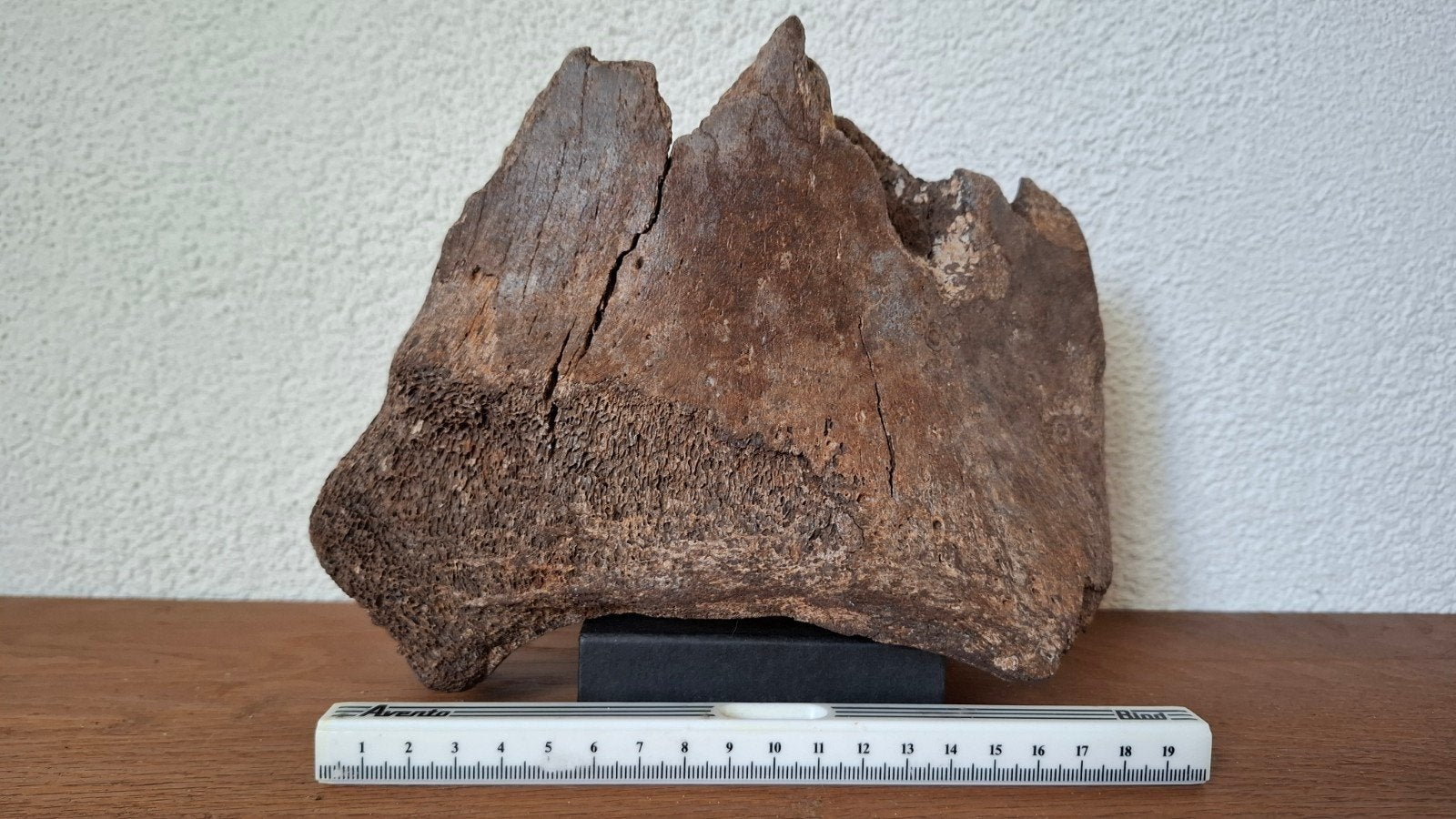 Wolharige Mammoet Schouderblad Fragment uit Waddenzee, Verzamelen, Ophalen of Verzenden, Fossiel