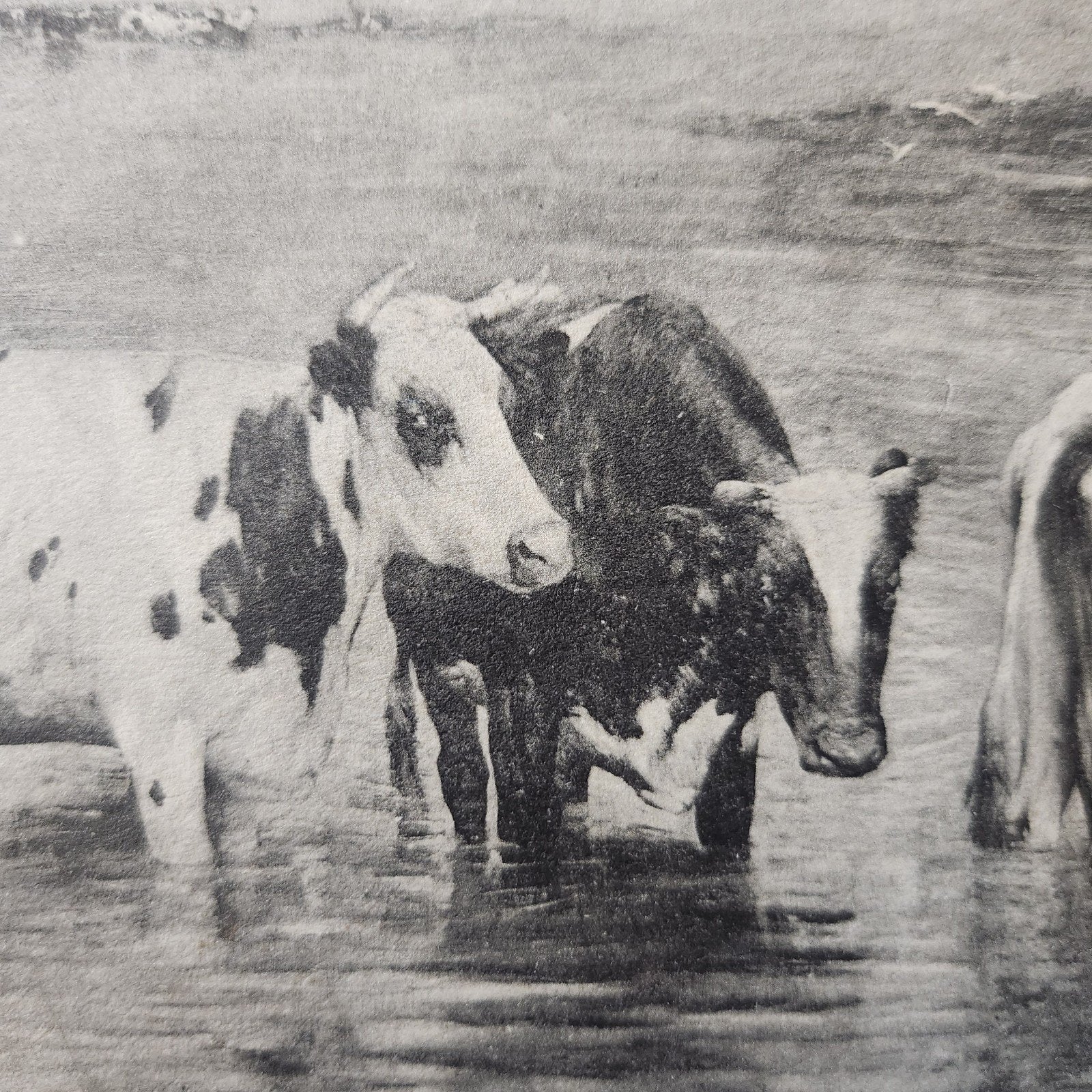 1902 Ansichtkaart Koeien in water, schilder Alfred Verwee, Verzenden, Voor 1920, Gelopen, Antwerpen