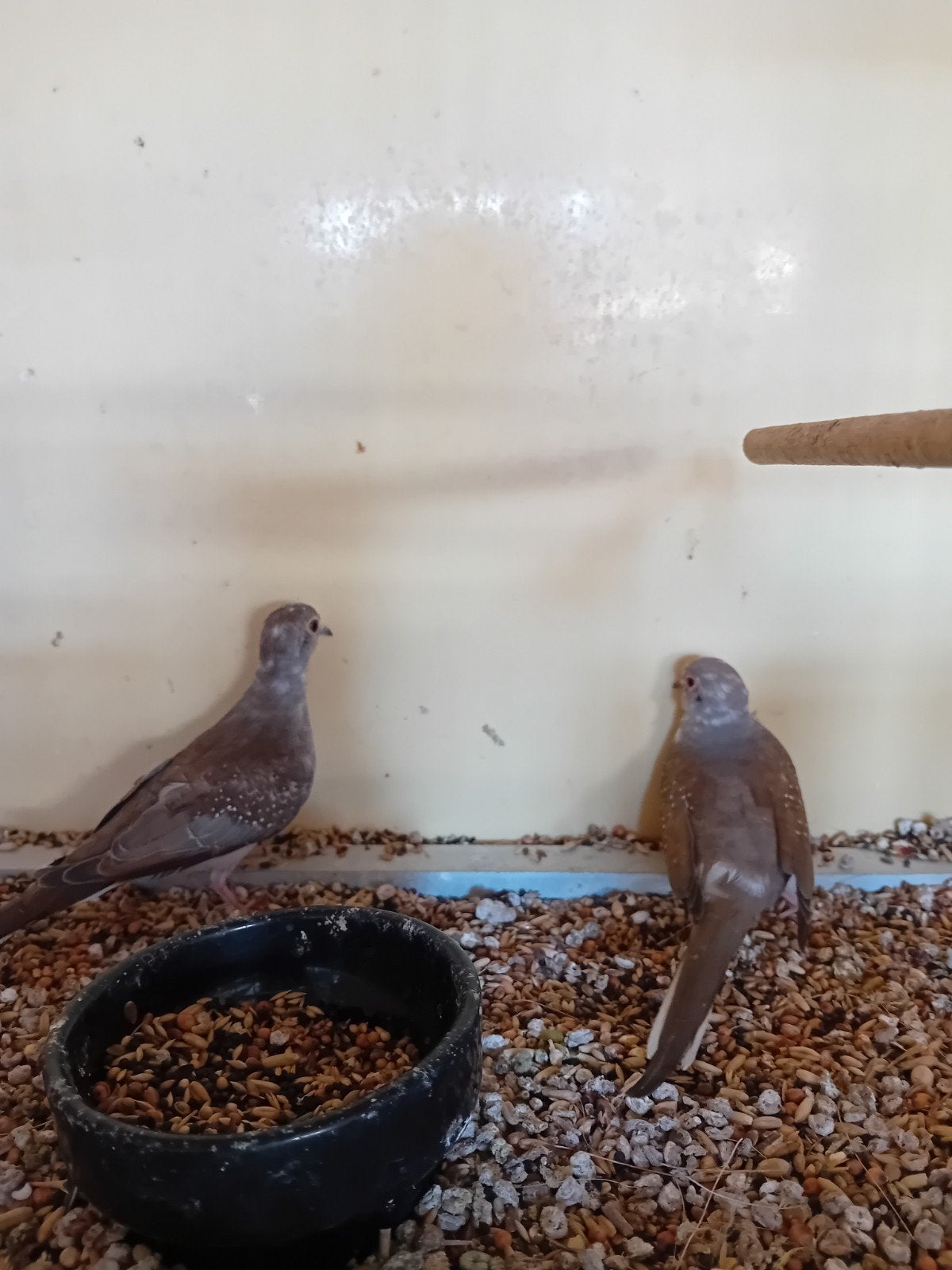 bonte diamant duifjes, Dieren en Toebehoren, Vogels | Overige Vogels, Meerdere dieren