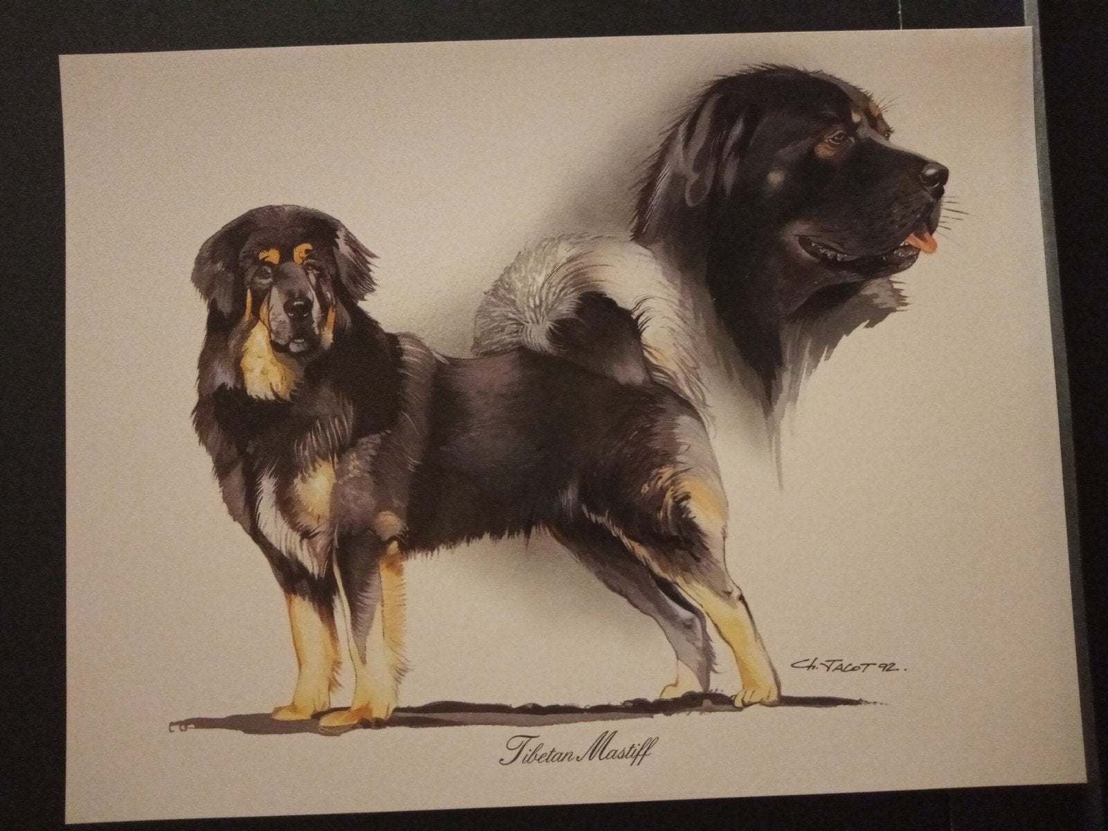 Tibetan Mastif - kunstprent - levensecht - Ch Jacot tekenaar, Verzenden, 1980 tot heden, Zo goed als nieuw, Dier