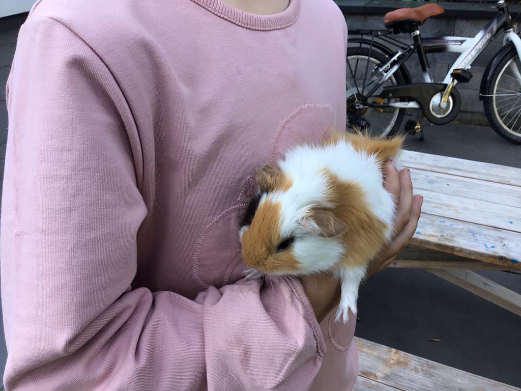 Lieve cavia’s, Dieren en Toebehoren, Meerdere dieren, Tam, Maart, Cavia