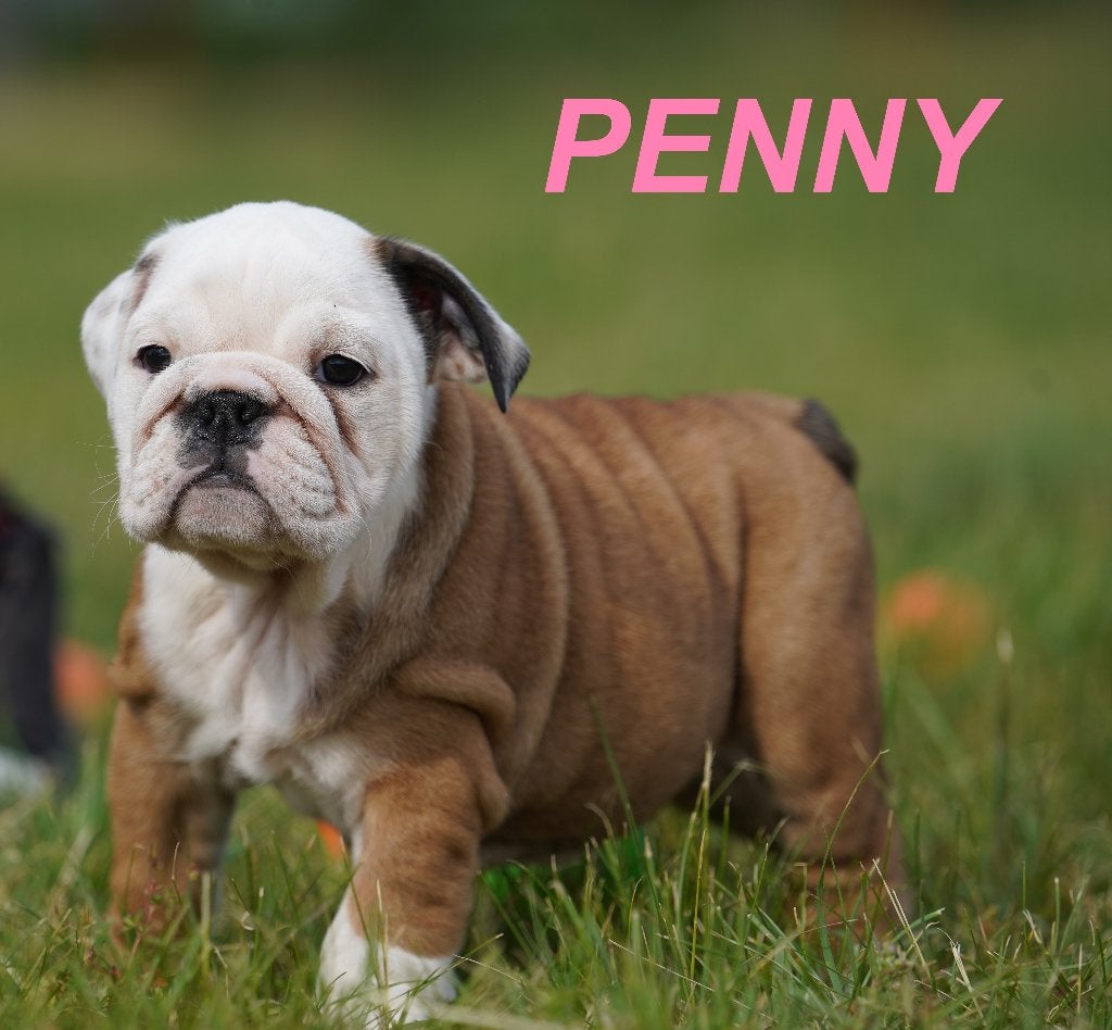 Prachtige en gezonde Engelse Bulldog puppy', 8 tot 15 weken, Buitenland, Parvo, Bulldog