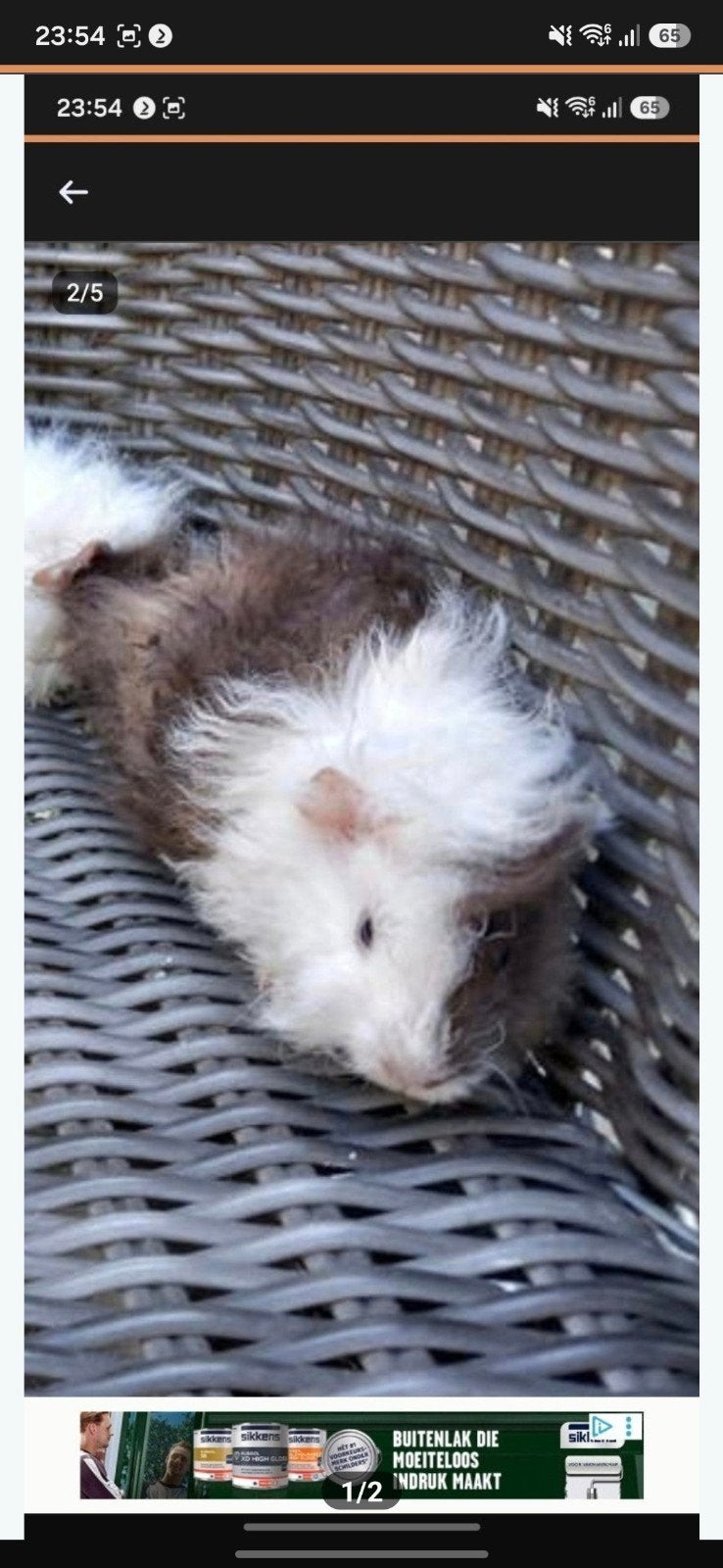 cavia lunkayra, April, Vrouwelijk, Cavia