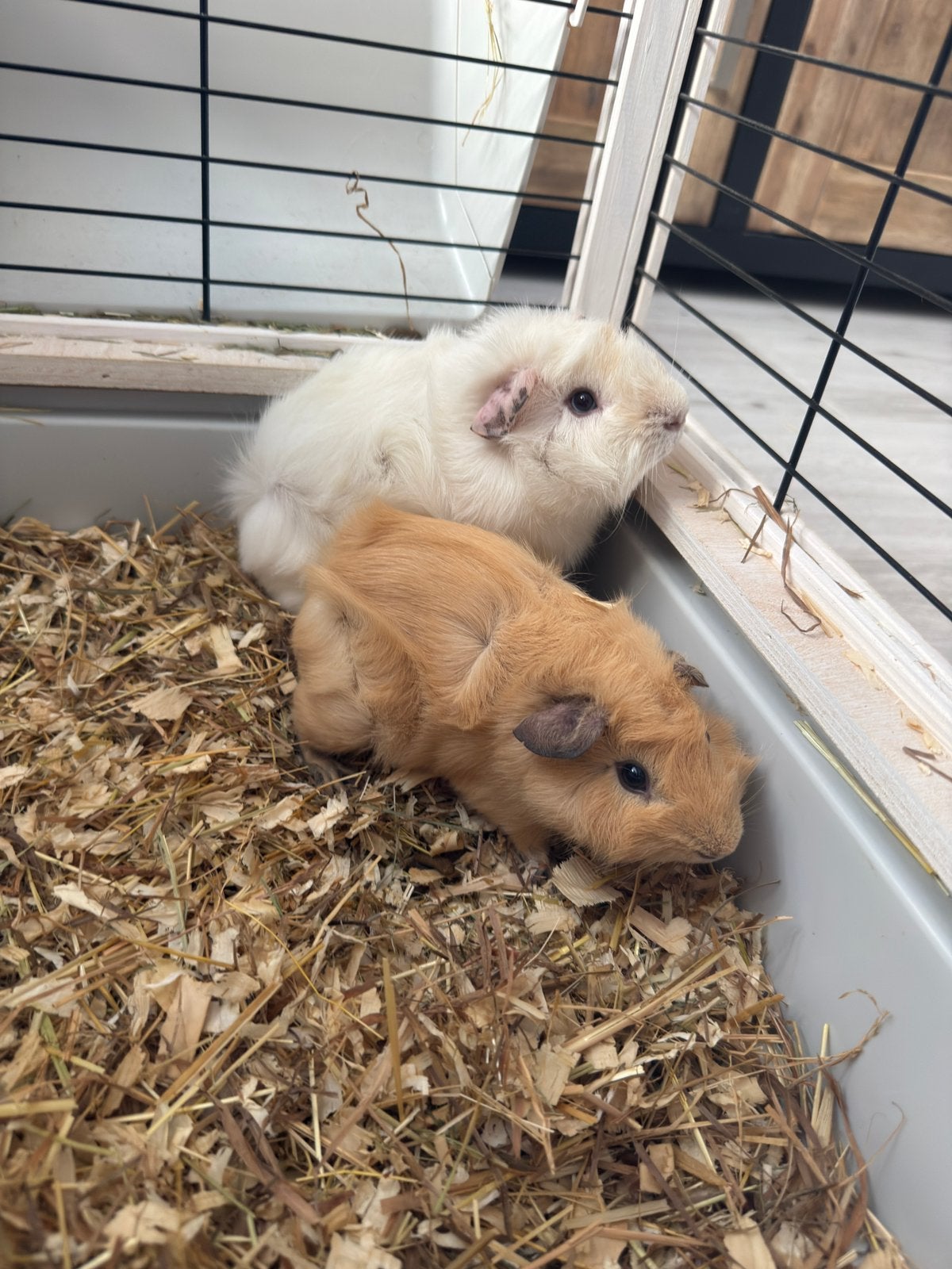 2 jonge cavias, Februari, Mannelijk, Cavia