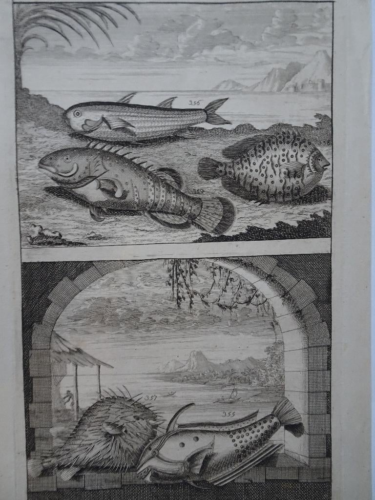 2 etsen tropische vissen nr 7 met kogelvis, Indonesië, 1724, Antiek en Kunst, Origineel, Flora en Fauna, 1700 - 1799, Verzenden