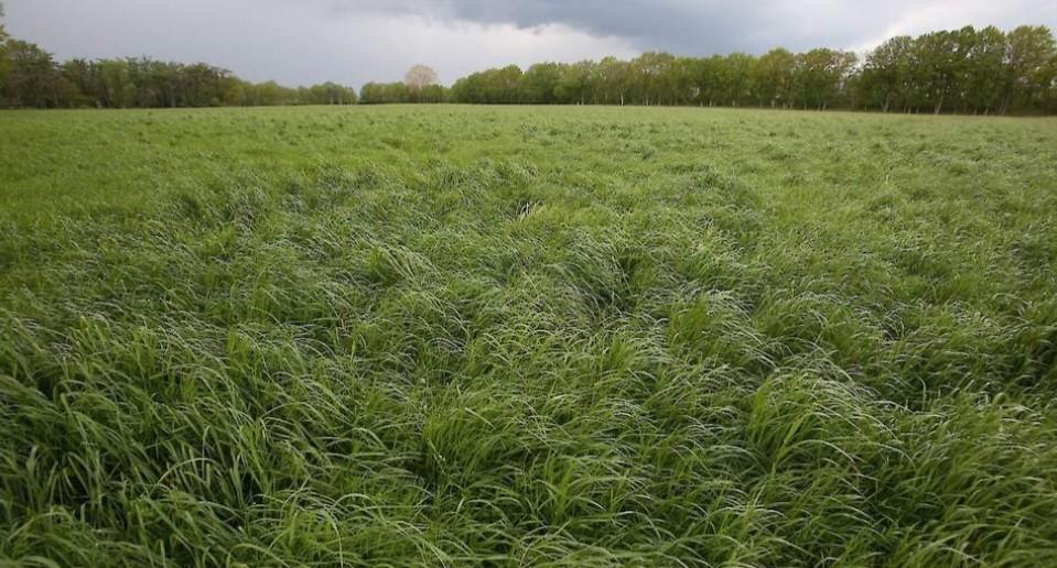 Gezocht gras op stam regio Wierden