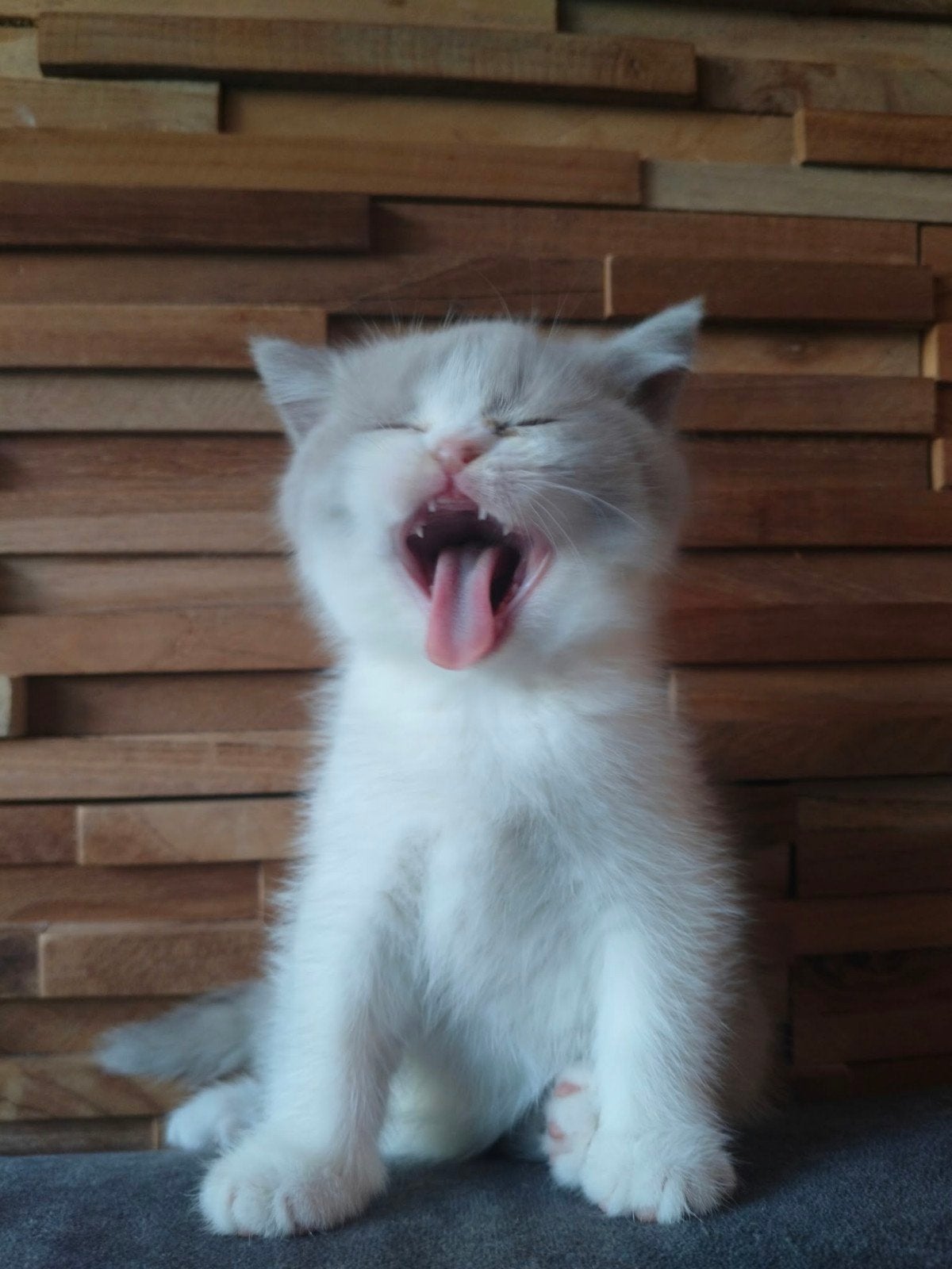Foto 4 van Britse bicolor kittens