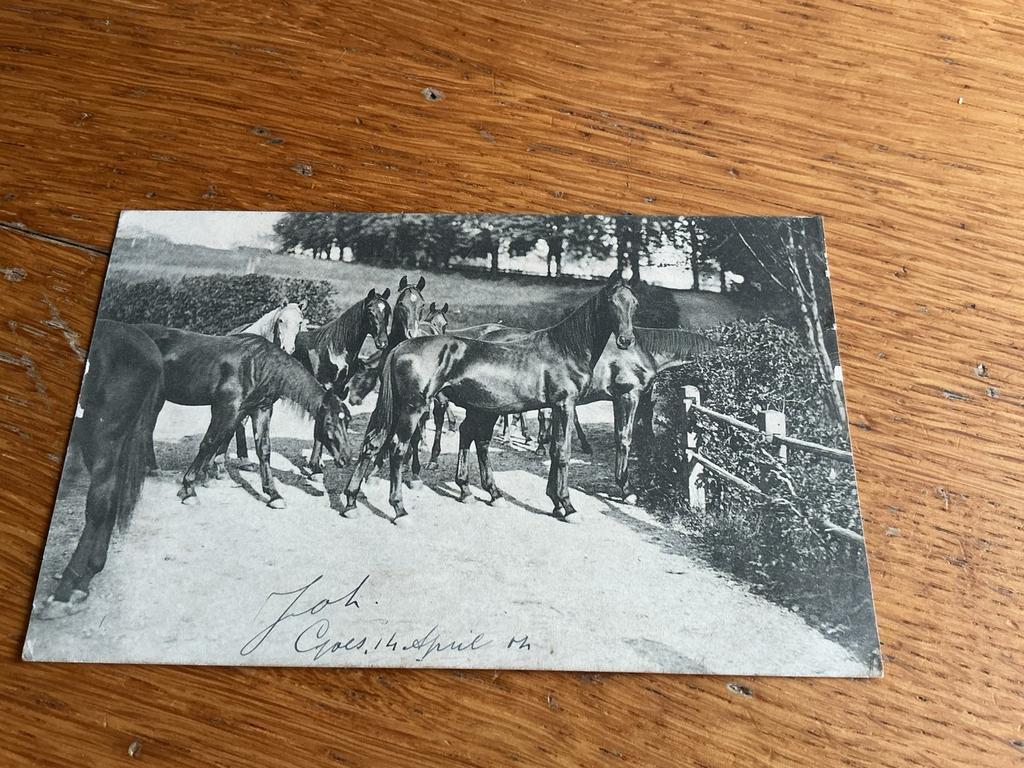 H62 paard, Ophalen of Verzenden, Sterren en Beroemdheden